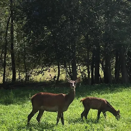 Appartement Reglove Luksusowe Zakopane